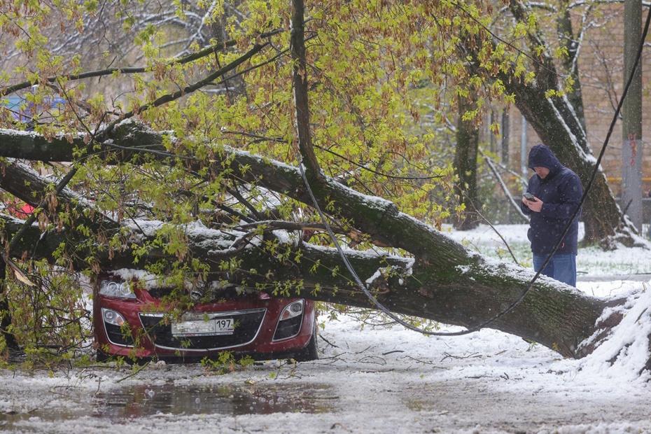 Упавшее дерево во дворе жилого дома во время снегопада в Москве