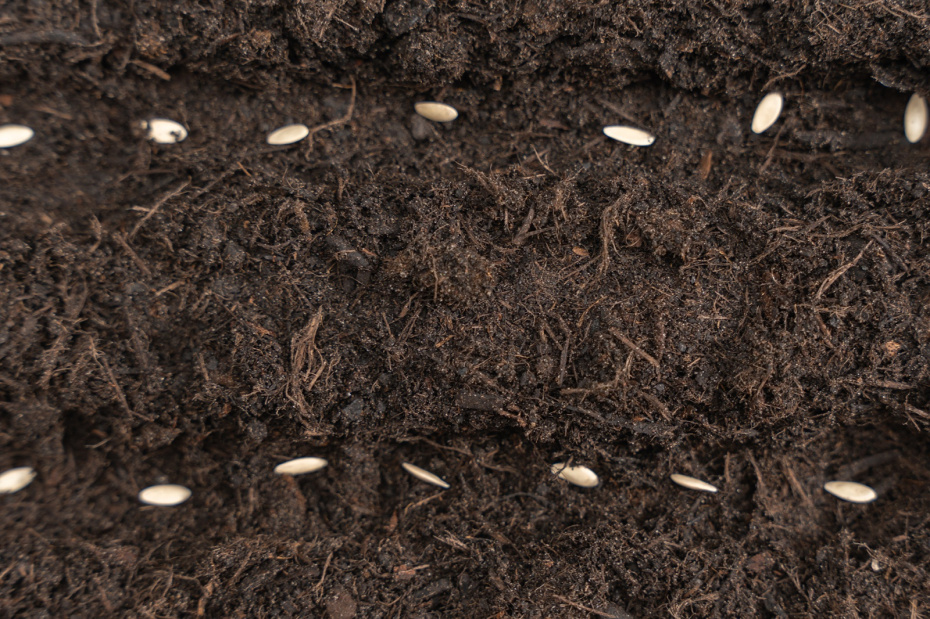 Посадка огурцов в мае в грунт семенами