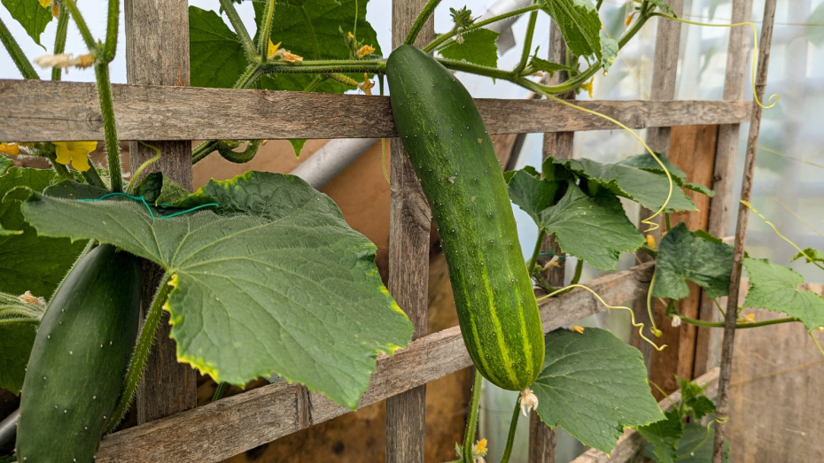 Способы посадки огурцов в грунт в 2026 году: популярные тренды