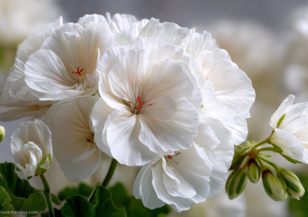 Посейте в апреле — и в июне ваш сад утонет в белых воздушных шарах. Садовый фаворит с шапками до 12 см