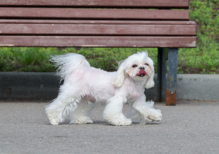 В Госдуму внесли законопроект о реестре домашних животных