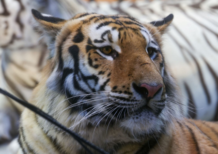 Неизвестный хищник убил шедшего на свадьбу мужчину
