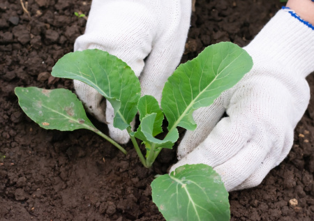 Приметы 29 апреля — Арина-рассадница: всем срочно сажать капусту!