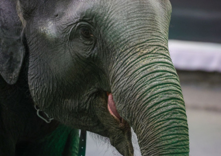 Слон распугал пограничников на КПП и попал на видео