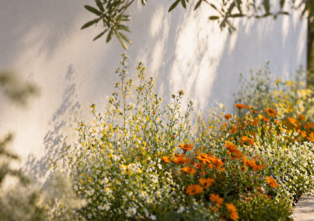 Бросаю эти «забытые» цветы сразу в грунт: без рассады, цветут в первый год и украшают сад до осени