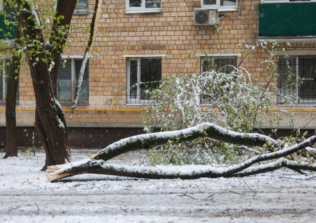 В Калининграде после шторма упало несколько деревьев