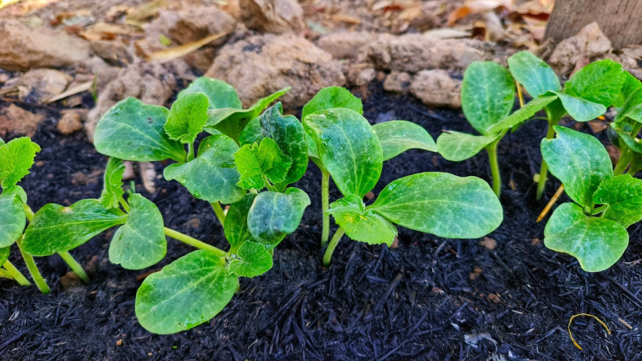 Огурцы: посадка в мае рассады в грунт