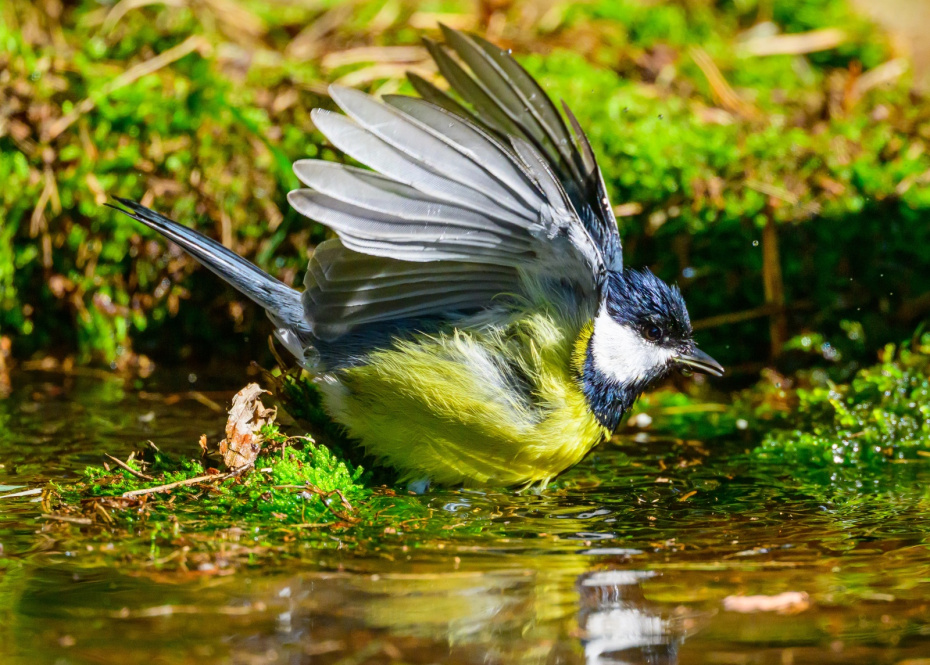 Приметы о зверях и птицах в конце апреля