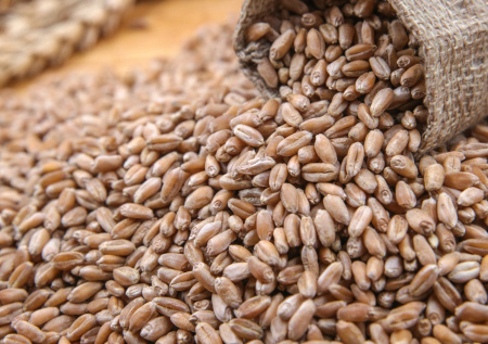 Политолог ответил, чем завершится «зерновой скандал» Украины с Израилем