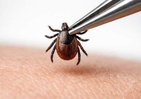 Россию накрыло массовое нашествие клещей