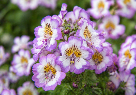 Сею эти «маленькие орхидеи» сразу в грунт: никакой рассады — к лету ковер цветов