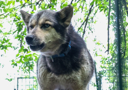 Кинолог ответила, решит ли маркировка проблему с бродячими собаками