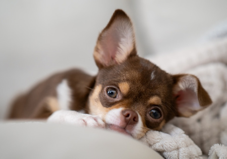 200 щенков сгорели заживо в Нижнем Новгороде: как это произошло, детали