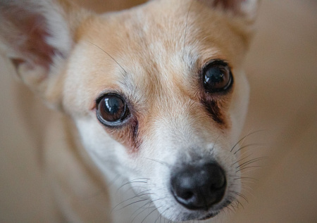 Около 200 чихуахуа погибли при пожаре в российском регионе