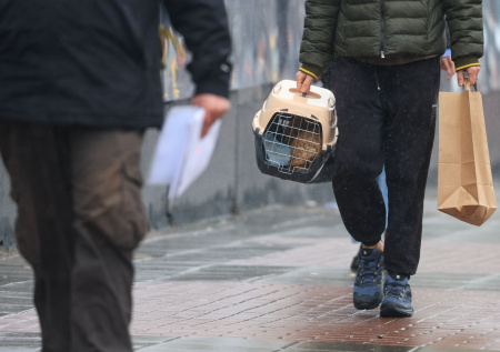 Стало известно, сколько питомцев проехали на поездах без хозяев в 2026 году
