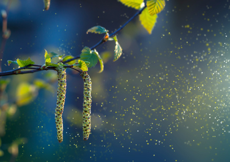 Ситуация стабильна? Прогноз пыльцы в Москве сегодня — 30 апреля