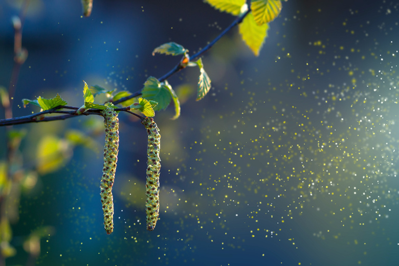 Прогноз пыльцы в Москве сегодня — 30 апреля