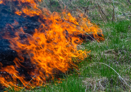 Военный полигон в Нидерландах охвачен лесным пожаром