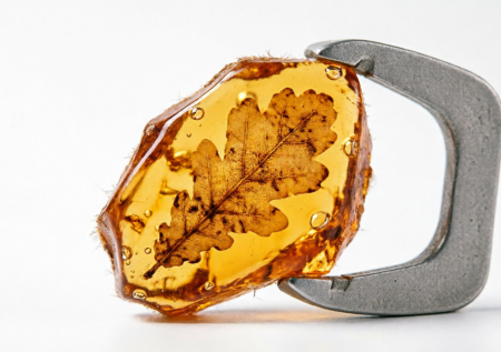 В Калининграде обнаружили уникальный янтарь с отпечатком дубового листа