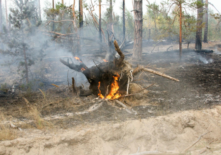Сварщик чуть не спалил лес в Приморье
