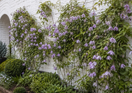 Княжики выдержат -35 и проживут 20 лет: лиана без капризов, которая делает сад «дорогим»