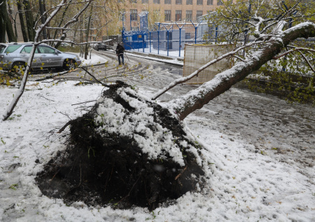 Подмосковные коммунальщики убрали еще одно упавшее из-за непогоды дерево