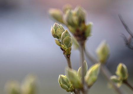 «Закукливание весны»: заморозки, ливни, циклон — прогноз погоды на май