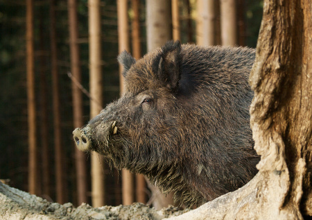 Подмосковных школьников и их родителей напугал огромный лесной житель