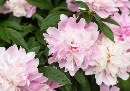 Пионы как с открытки, а не жалкие кустики: три подкормки, от которых шапки реально гигантские