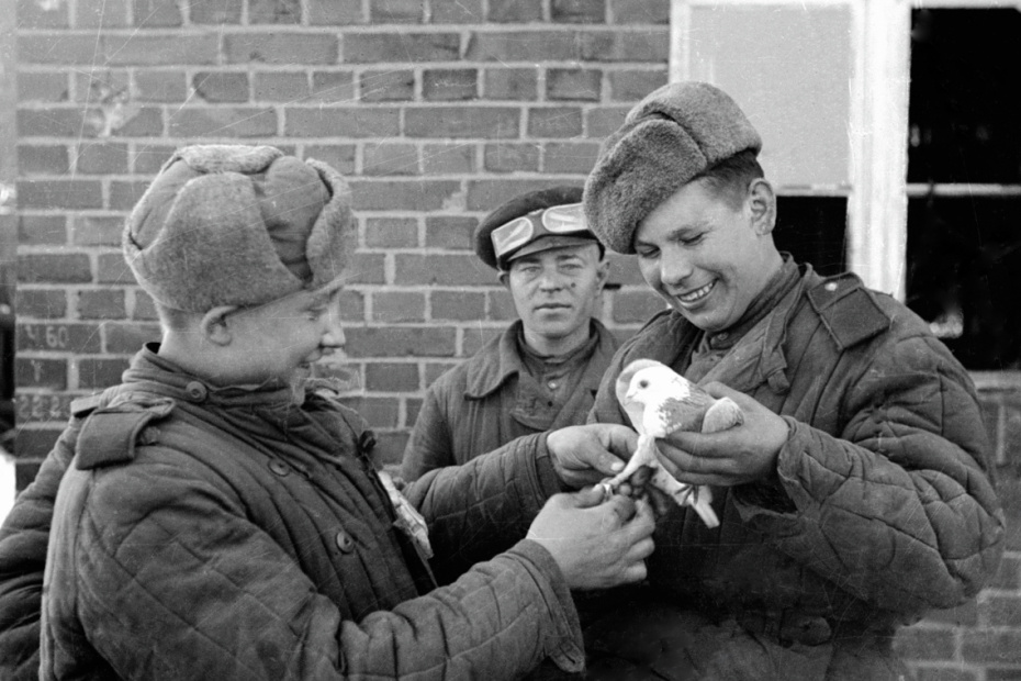 Советские солдаты с голубем, 1944 год