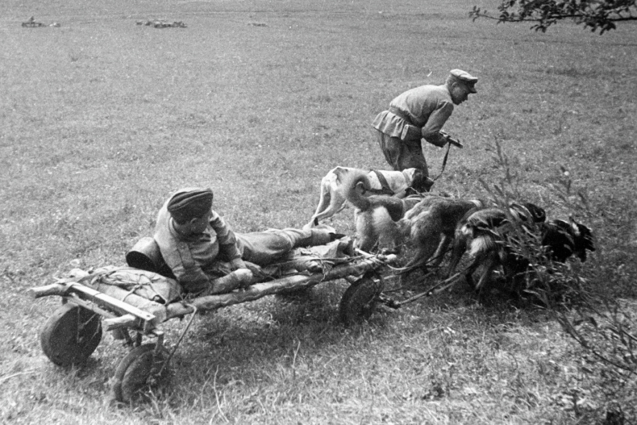 Эвакуация раненого бойца с поля боя на собачьей упряжке, 1944 год