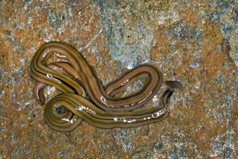 Плотоядный мясной червь (Bipalium kewense)