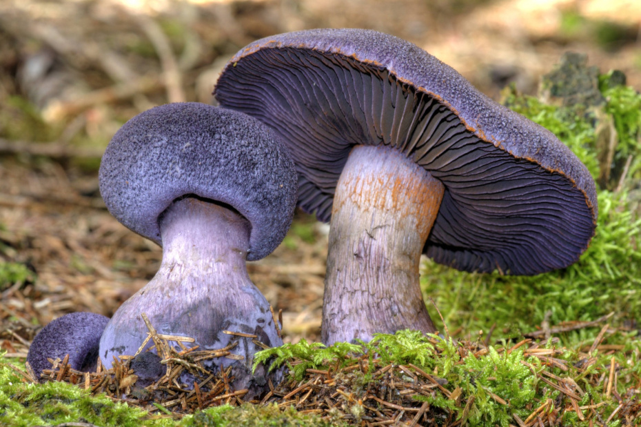 Паутинник фиолетовый (Cortinarius violaceus)