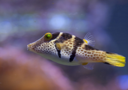 Россиянки спасли выброшенную на берег смертельно опасную рыбу
