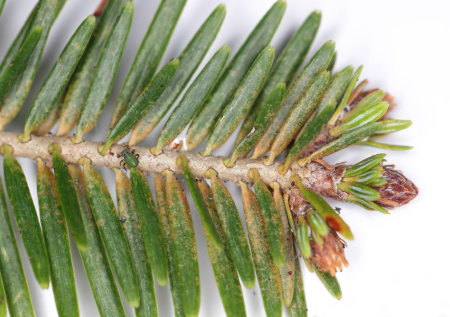 Паутинный клещ исчезает быстро: домашний настой, который спасает огуречные грядки