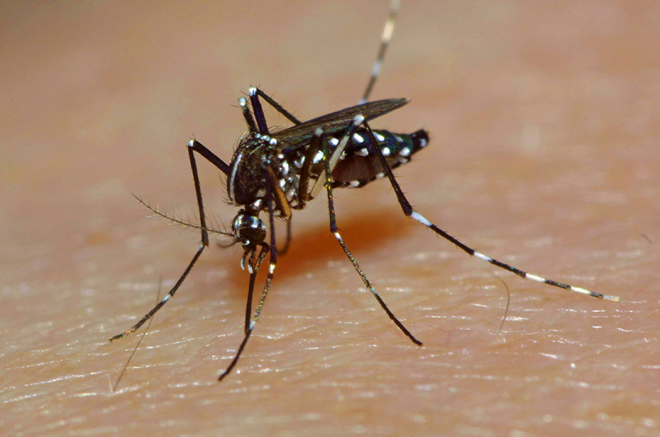 Комар Aedes aegypti