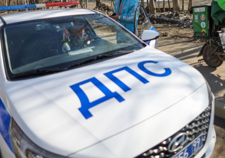 Автоэксперт ответил, что делать при аварии с животным на трассе