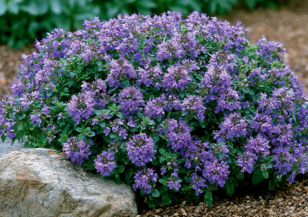 Ароматный фиолетово-синий ковер для вашего сада: высота —  20 см, мятный запах и цветение до сентября без обрезки
