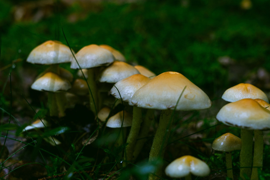Грибы рода Psilocybe