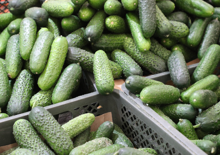 Названы самые подешевевшие с начала года продукты в России
