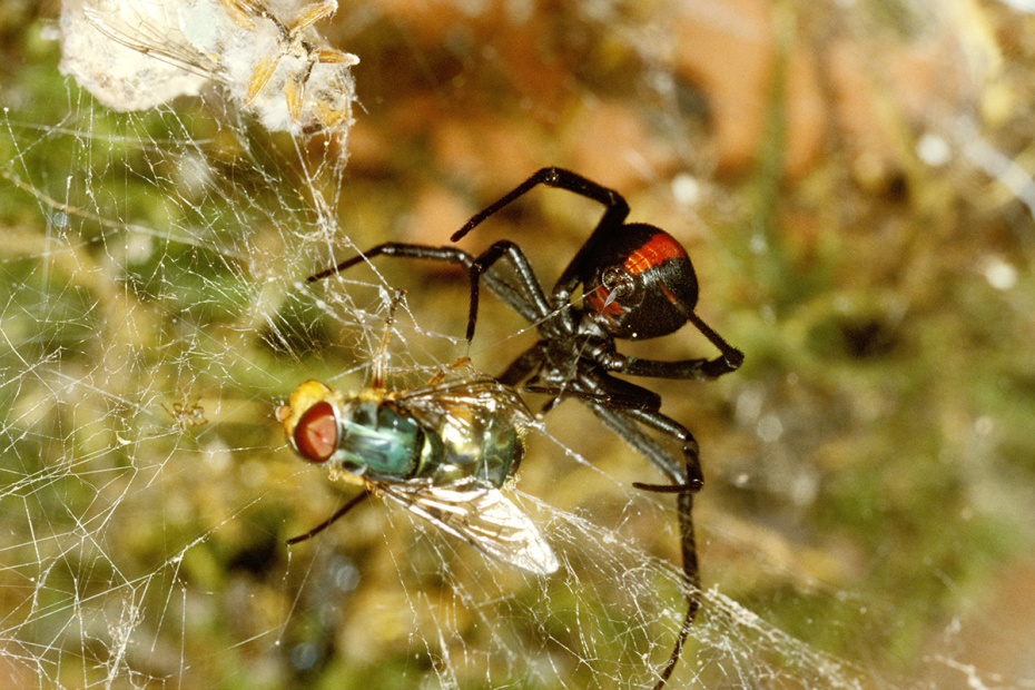 Каракурт (Latrodectus tredecimguttatus)