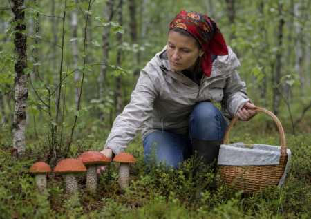 Грибной календарь на август-2026: что растет в начале и конце месяца?
