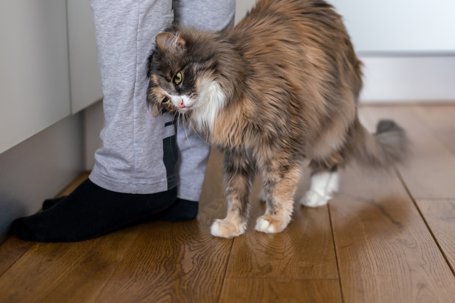 Приметы 8 августа — Ермолаев день: что сулят багряный закат и ласковая кошка?