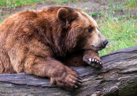 Медведь и медвежонок погибли, наступив на провода в лесу