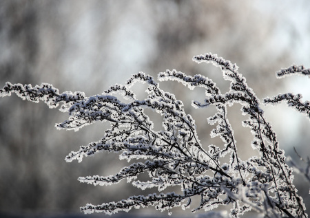 Центральную Россию накрыли первые заморозки
