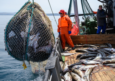 Названа сумма, на которую Россия кормит европейцев морепродуктами