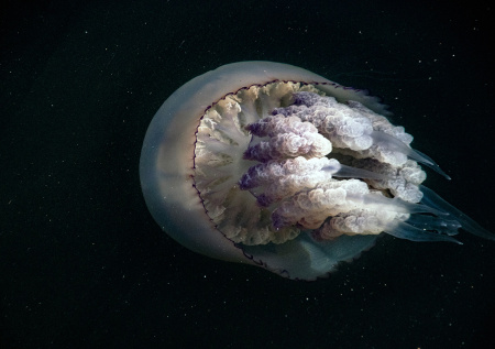 Ядовитые медузы заполонили Азовское море