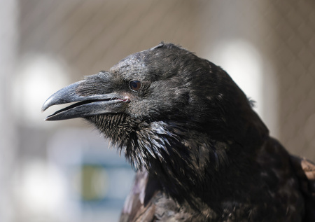 Из вольера пропал пернатый талисман мотоклуба Ravens MC