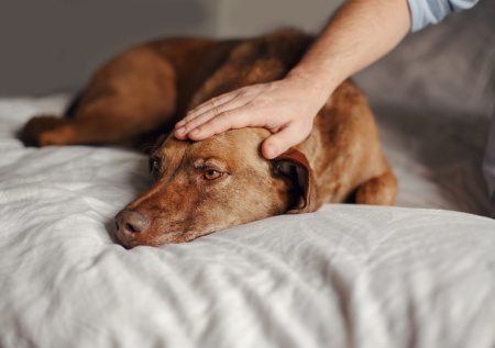 Ветврач объяснил, какие симптомы могут указывать на депрессию у собак