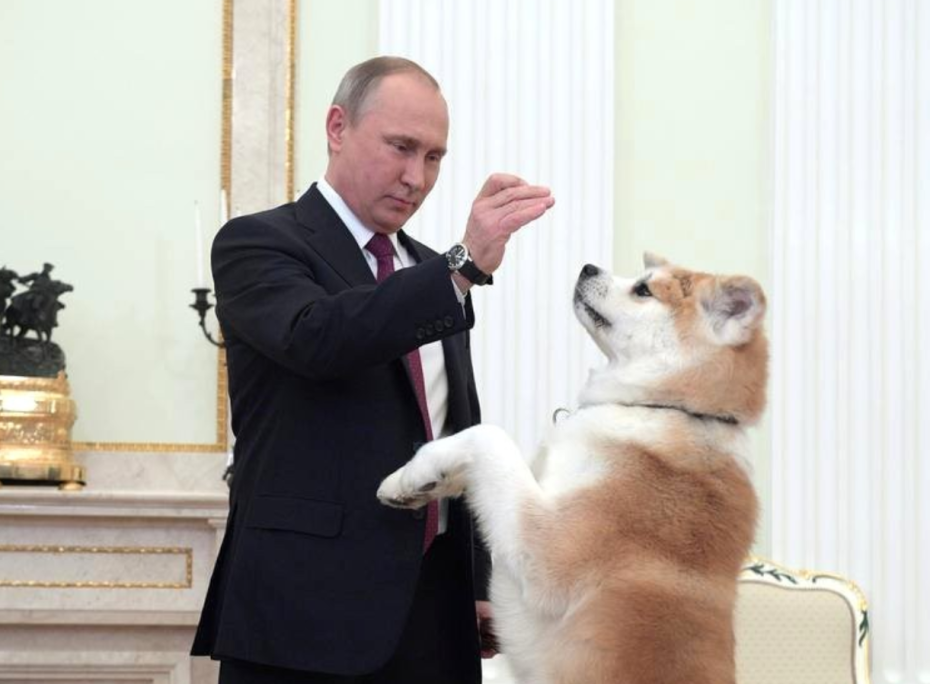 Владимир Путин и собака Юмэ породы акита-ину